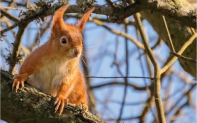 Inspired by Wild Isles? 8 locations in the UK to see the best of British wildlife