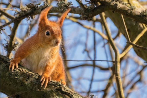Inspired by Wild Isles? 8 locations in the UK to see the best of British wildlife